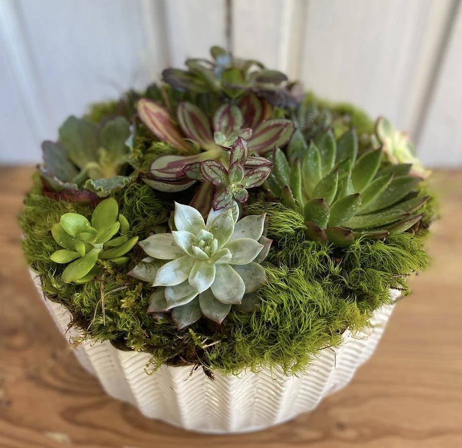 Succulents and Air Plants