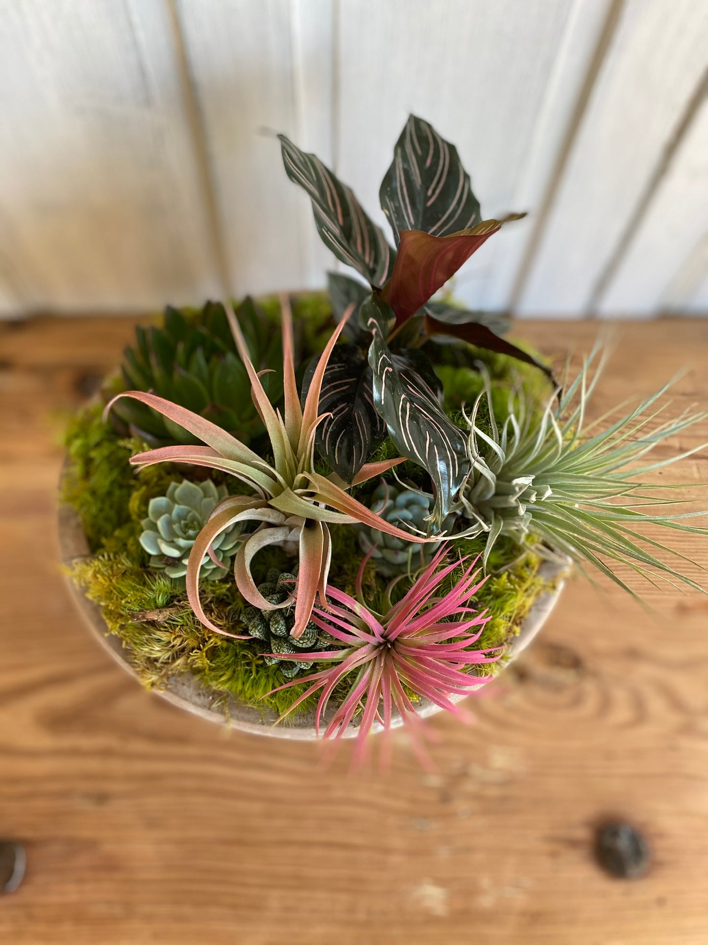 Succulent Arrangement