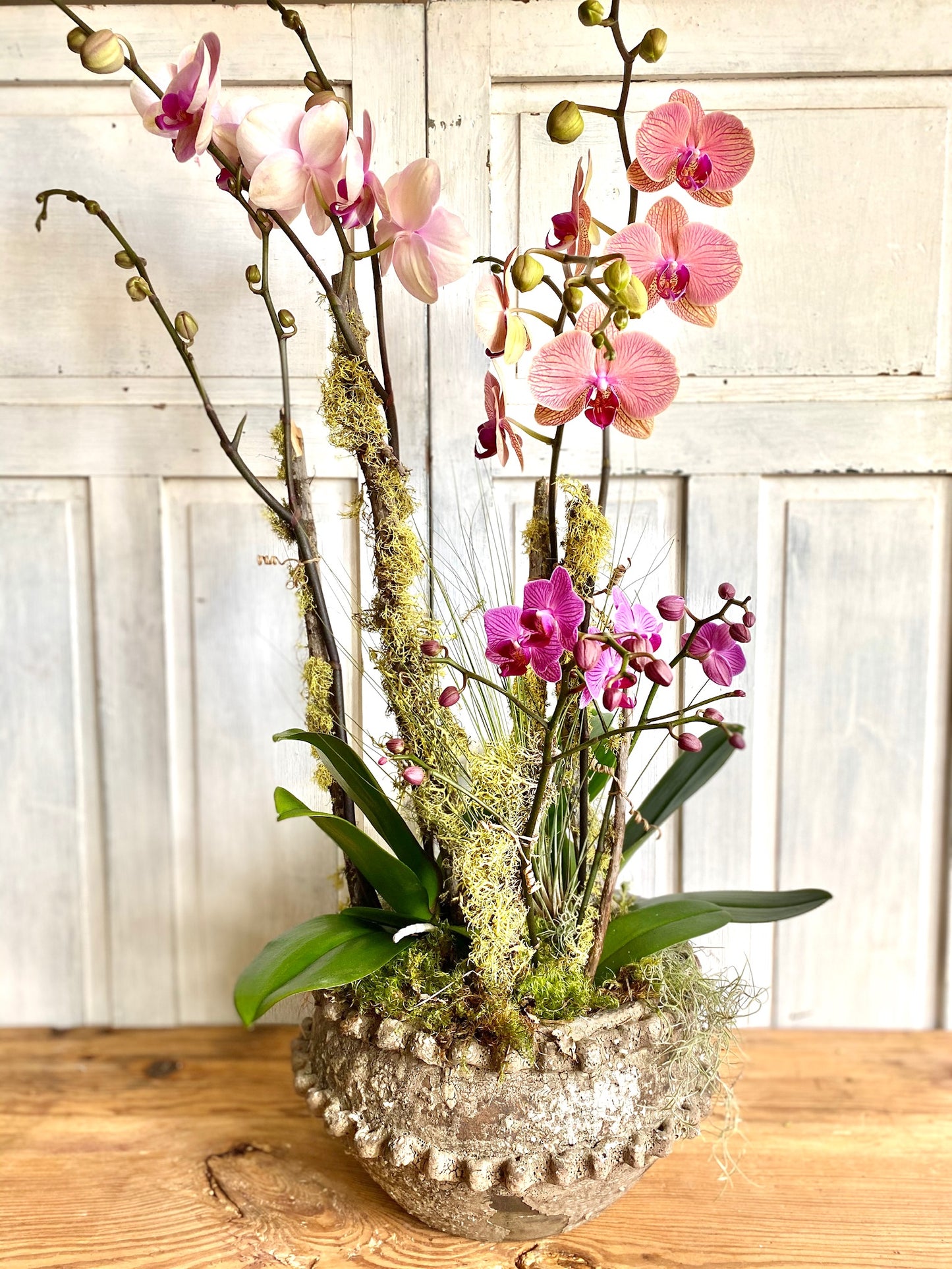 Shades of Pink Orchid