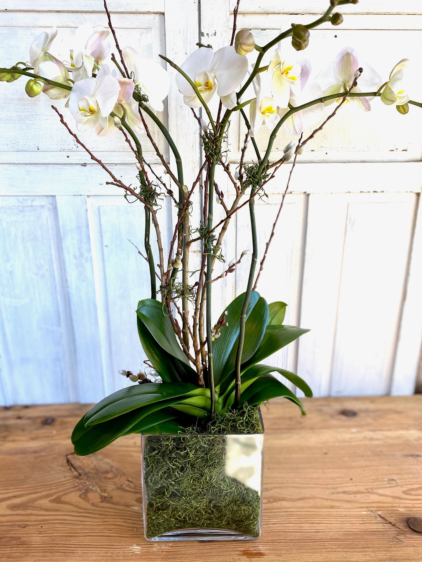 Classic- Two Double Stemmed Orchid