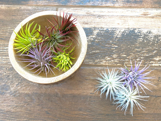 Air Plants Multi Color