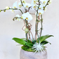 Simply White Orchid
