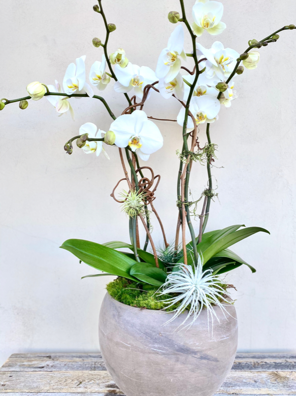Simply White Orchid