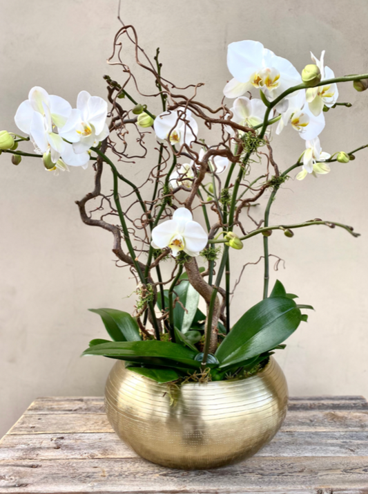 Classic White Orchid with a Twist