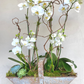 Luxe White Orchid