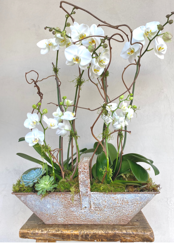 Luxe White Orchid