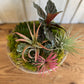 Succulent Arrangement
