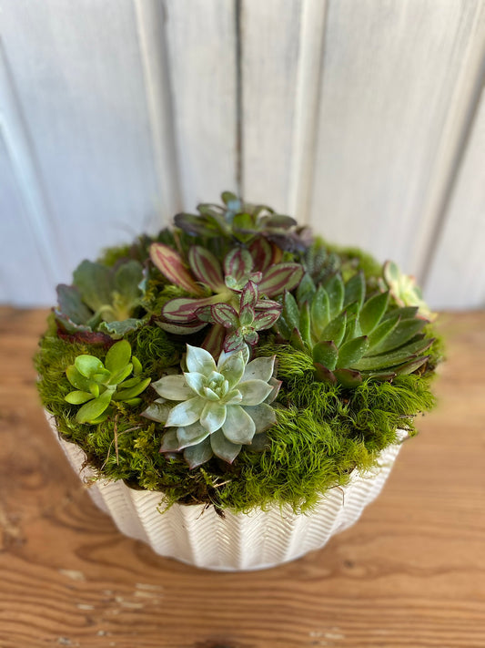 Succulent