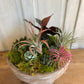 Succulent Arrangement