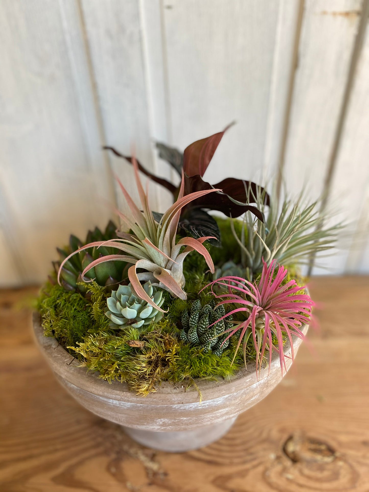 monterey bay succulents Succulent Arrangement – Fleurs Du Soleil