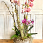 Shades of Pink Orchid