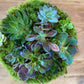Succulent