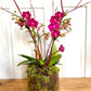 Classic- Mini Orchid