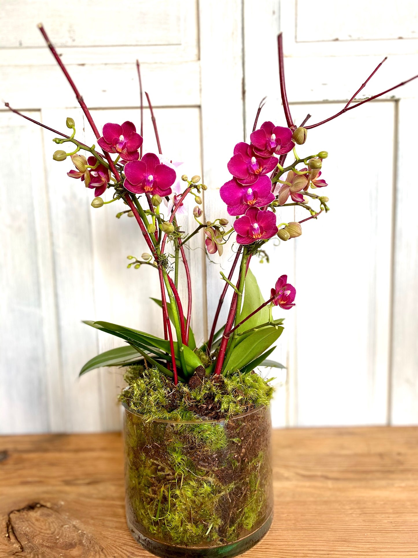 Classic- Mini Orchid