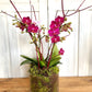 Classic- Mini Orchid