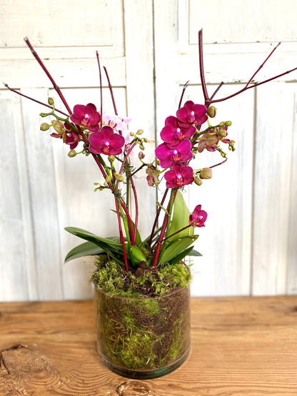 Classic- Mini Orchid