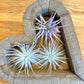 Air Plants Multi Color