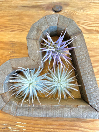 Air Plants Multi Color