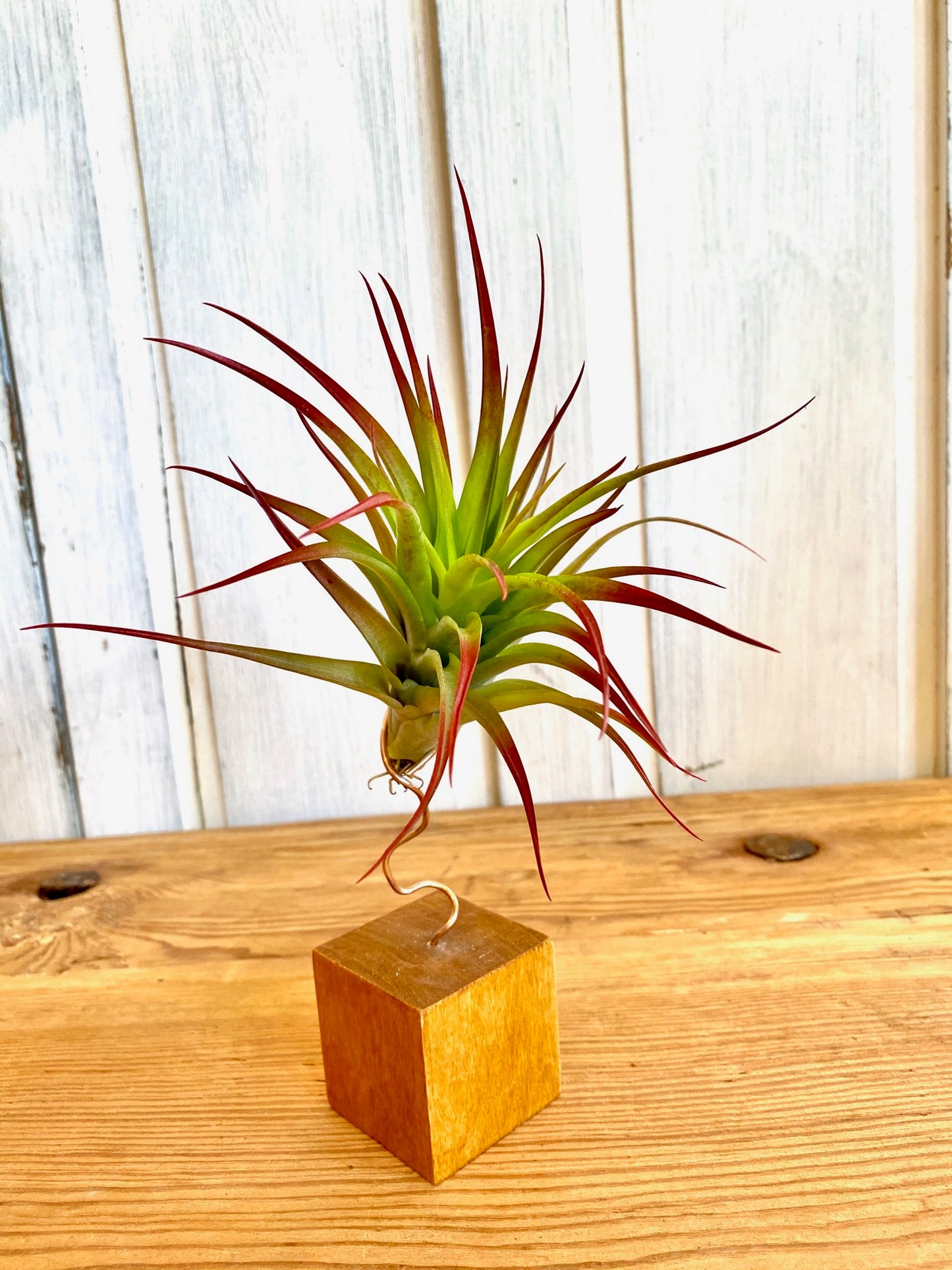 Air Plants