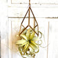 Air Plant 5"
