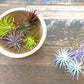 Air Plants Multi Color