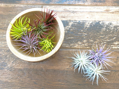 Air Plants Multi Color