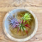 Air Plants Multi Color