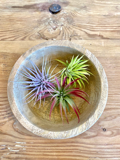 Air Plants Multi Color