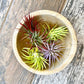 Air Plants Multi Color