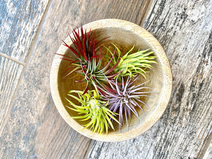 Air Plants Multi Color